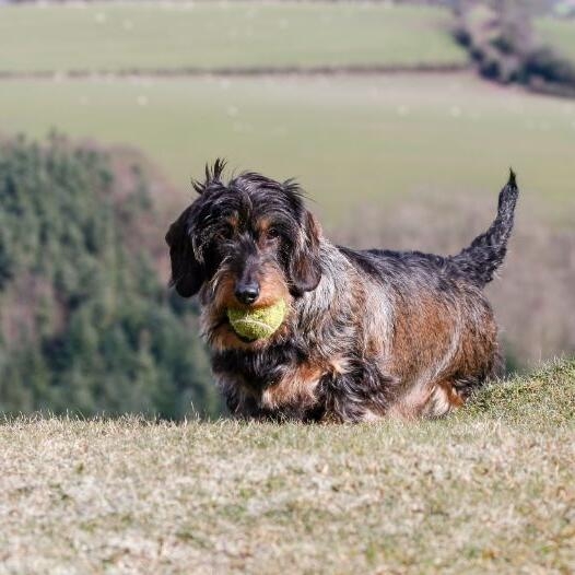 Wire haired 2024 weiner dog